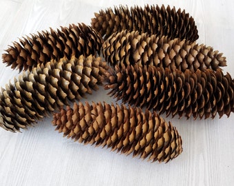 Real Pinecones Natural Pinecones Organic Pinecones Christmas Decor Rustic Decor Holiday Crafts DIY Wedding Holiday Decor average 4-5.5"x2"