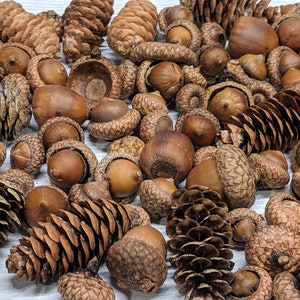 Acorn Pinecone Mix - Natural Acorns, Caps and Pinecones - Rustic Wedding Decor - Vase and Bowl Filler - Woodland Centerpiece Decor