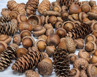 May include: A selection of acorns and pine cones in different sizes and forms. The acorns feature brown caps and smooth, rounded nuts. The pine cones are brown and textured. The items are spread across a light-coloured surface.
