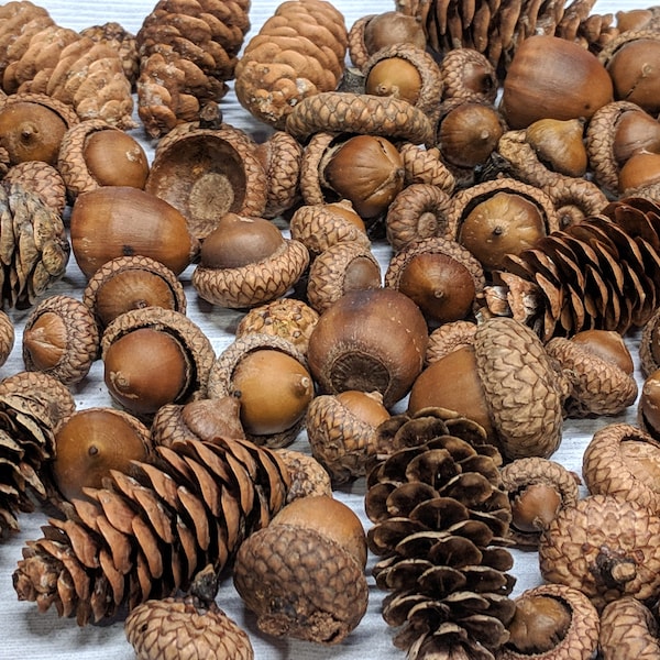 Natural Acorn and Pinecone Mix Real Acorns Real Caps Real Pinecones Assortment Vase Filler Centerpiece Rustic Wedding Decoration - 2 cups