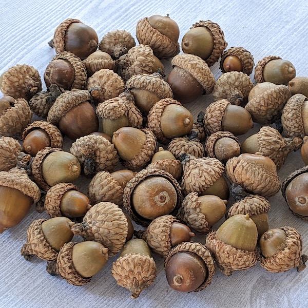 Assorted Acorns with Caps Natural Acorns Real Acorns Large and Small Acorn Assortment Thanksgiving Fall Acorn Vase Filler  - 25 or 50 Acorns