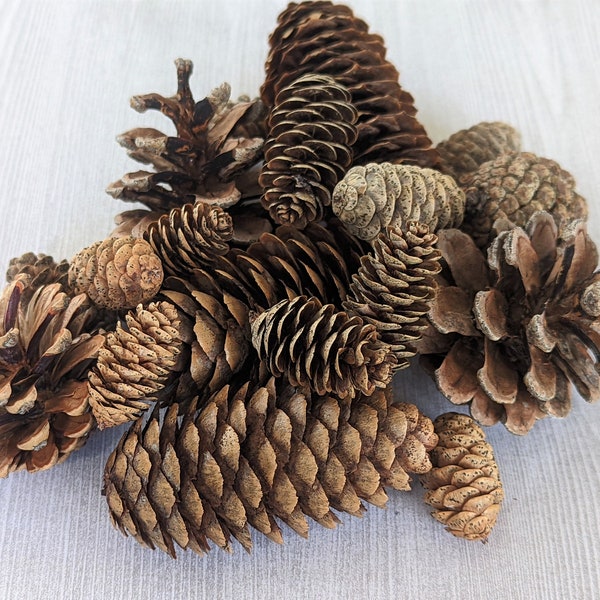 Assorted Pinecone Treats Rabbit Squirrel Hedgehog Natural Pinecones Wildlife Rehab Assortment Real Pinecone Sampler