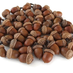 May include: A collection of brown acorns with textured caps, scattered on a white surface. The acorns vary slightly in size and shape, showcasing natural variations. The image highlights the details of the acorn caps and smooth, glossy bodies.
