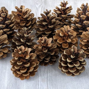Small Pinecones Real Pinecones Natural Christmas Decor Winter Crafts Rustic Decor Holiday Crafts Fall Decor Fall Crafts Holiday Decor 12