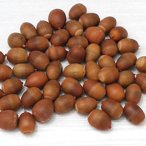 May include: A large pile of brown acorns, some with caps still attached, on a white surface.