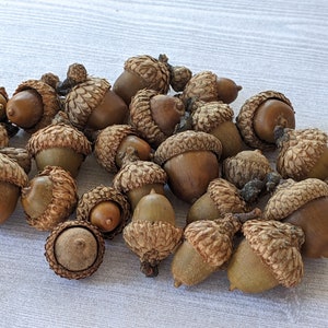 Assorted Acorns with Caps Natural Acorns Real Acorns Large and Small Acorn Assortment Thanksgiving Fall Acorn Vase Filler  - 25 or 50 Acorns