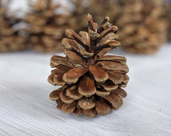 Small Pinecones Real Pinecones Natural Christmas Decor Winter Crafts Rustic Decor Holiday Crafts Fall Decor Fall Crafts Holiday Decor 24