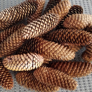 Real Pinecones Natural Pinecones Organic Pinecones Christmas Decor Rustic Decor Holiday Crafts DIY Wedding Holiday Decor (16) 4-5.5"x2"