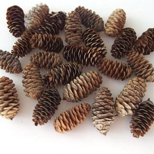 Small Pinecones Real Pinecones Natural Christmas Decor Winter Crafts Rustic Decor Holiday Crafts Fall Decor Fall Crafts Holiday Decor 24