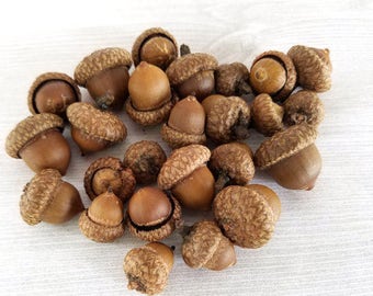 SMALL Real Acorns Natural Acorns Rustic Decor Thanksgiving Decor Table Decor SMALL Acorn Mini Acorn Fall Decor Fall Craft 25 or 50 acorns