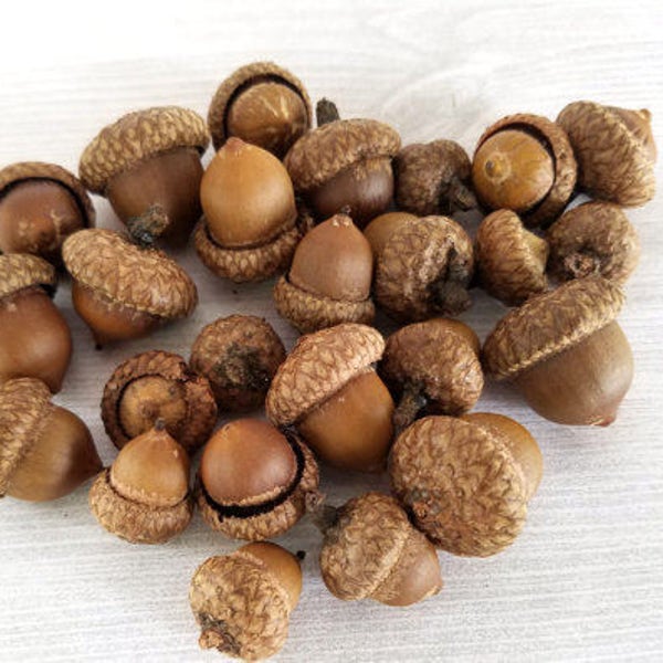 SMALL Real Acorns Natural Acorns Rustic Decor Thanksgiving Decor Table Decor SMALL Acorn Mini Acorn Fall Decor Fall Craft 25 or 50 acorns