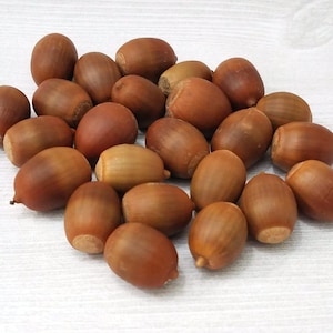 May include: A collection of brown acorns, some with a slightly darker hue, arranged on a white textured surface.