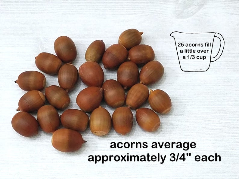 Large Natural Acorns No Caps - Real Capless Acorns for Crafts - Rustic ...