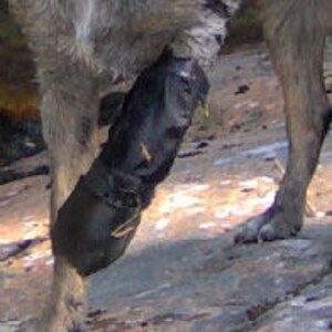 dog boots for missing paw