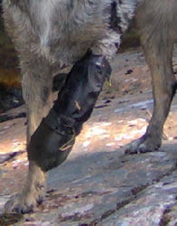 dog knuckling boots