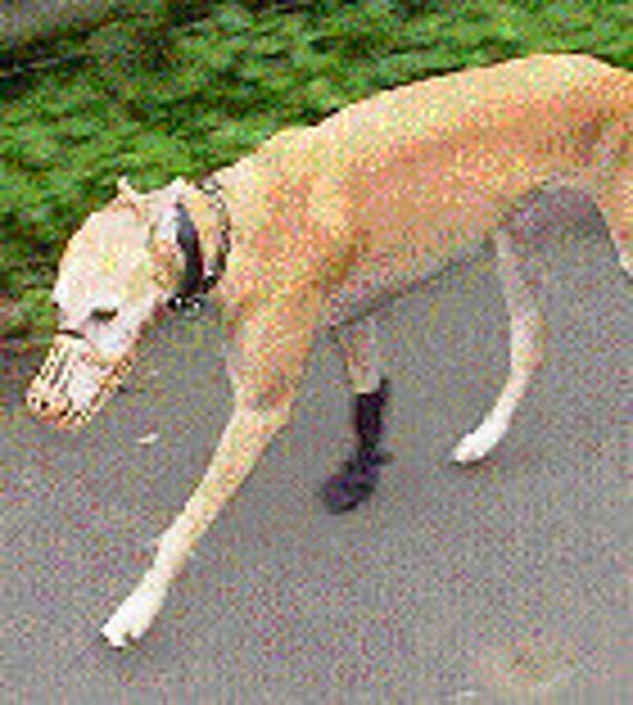 greyhound dog boots