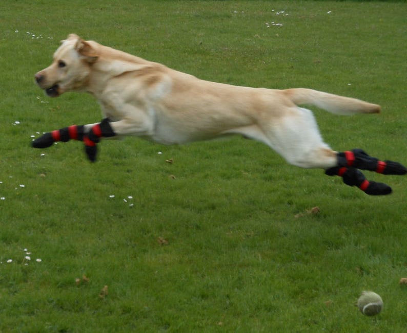 Dog Boots Protect From Stones Thorns Heat Cold Ice Ball Etsy