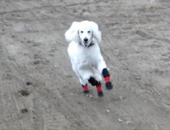 booties for greyhounds
