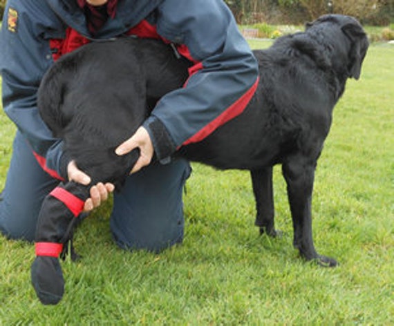 orthopedic dog boots uk