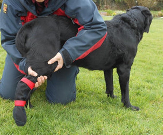 Dog boots for disabled dogs knuckling 