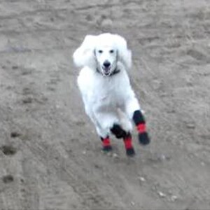 dog boots for missing paw