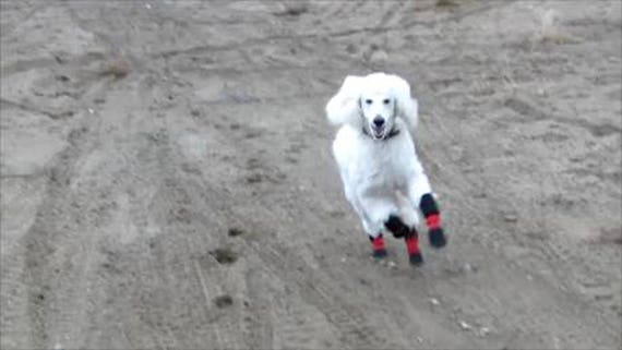 dog heat boots
