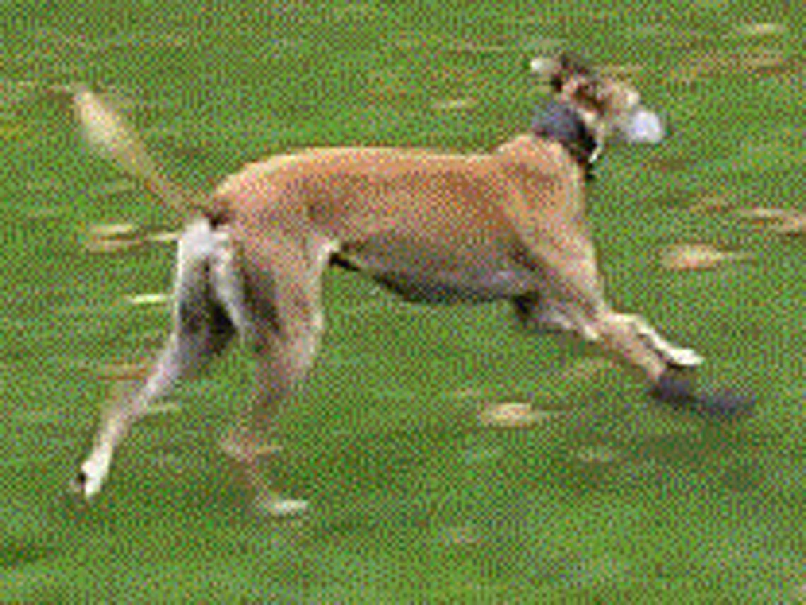 Dog Boots for Greyhound or Dogs With Sensitive Skin or Paws. Etsy