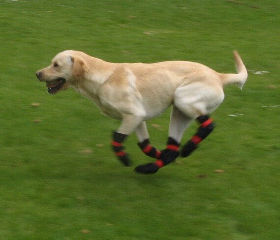 dog booties to protect from heat