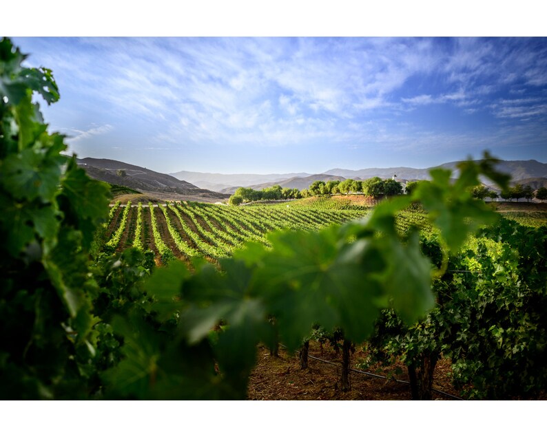 California Vineyard, Temecula, Grape Vines, Wine Country PRINTABLE