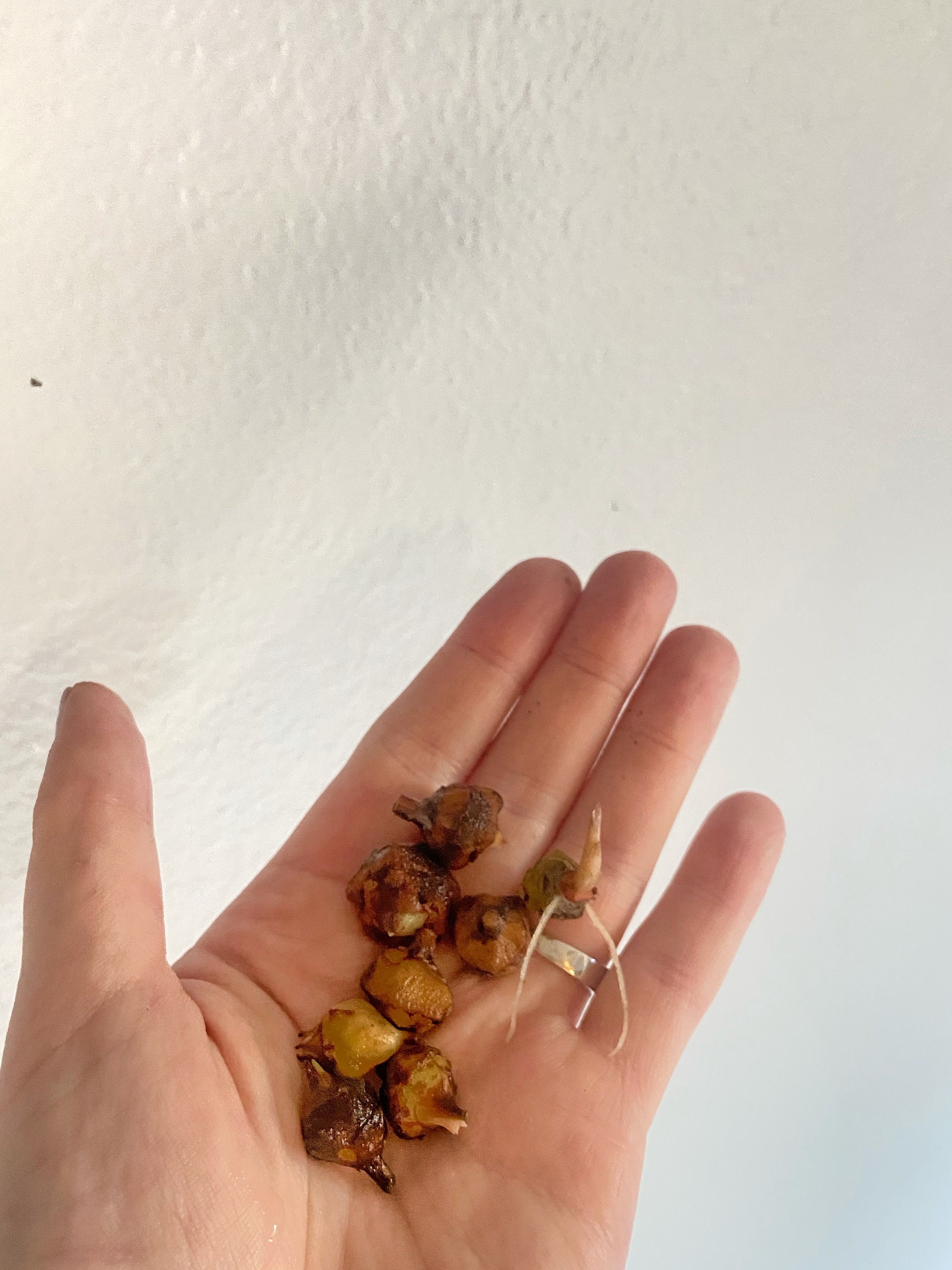 Alocasia Corms