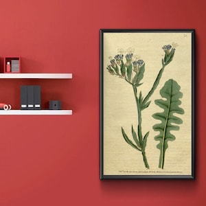 Vintage Botanical Print - Statice sinuata. Purple Cup&#39;t Statice, or Thrift 1787.  Vintage Home Deco Reprint.