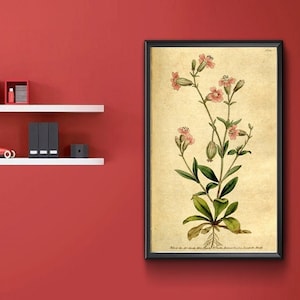 Vintage Botanical Print - Silene Pendula. Pendulous Catchfly, nodding catchfly, drooping catchfly 1787.  Vintage Home Deco Reprint.