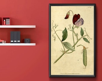 Lathyrus odoratus Sweet Pea 1787 Vintage Botanical Print, Antique Flower Illustration, Floral Wall Art, Garden Lover Gift Reproduction