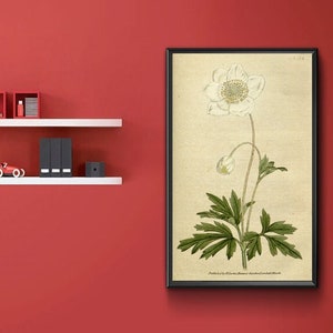 Vintage Botanical Print - Anemone silvestris. Snowdrop Anemony 1787.  Vintage Home Deco Reprint.