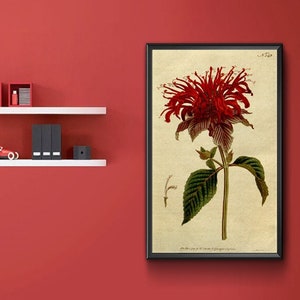 Vintage Botanical Print - Monarda Fistulosa, Crimson Monarda, Wild bergamot, Lamiaceae 1787.  Vintage Home Deco Reprint.