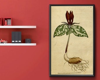 Vintage Botanical Print - Trillium sessile. Sessile Trillium 1787.  Vintage Home Deco Reprint.