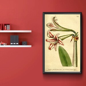 Vintage Botanical Print - Amaryllis Vittata. Superb Amaryllis 1787.  Vintage Home Deco Reprint.
