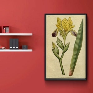 Op de afbeelding: Een vintage botanische illustratie van een gele irisbloem met groene bladeren. De illustratie is ingelijst in zwart en heeft een witte achtergrond.
