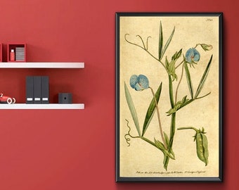 Lathyrus sativus Blue-Flower’d Lathyrus 1787 Vintage Botanical Reproduction Print, Blue Sweet Pea, Chickling Vetch Art