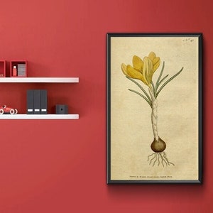 Vintage Botanical Print - Crocus vernus. Spring Crocus 1787.  Vintage Home Deco Reprint.
