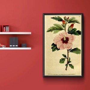 Vintage Botanical Print - Hibiscus Syriacus. Syrian Hibiscus; commonly called Althea Frutex 1787.  Vintage Home Deco Reprint.