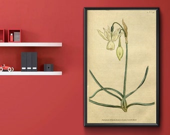 Vintage Botanical Print - Narcissus triandrus. Reflexed Daffodil 1787.  Vintage Home Deco Reprint.