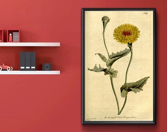 Vintage Botanical Print - Scorzonera Tingitana, Tangier Scorzonera, Poppy Leaved Vipers Grass 1787.  Vintage Home Deco Reprint.