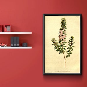Vintage Botanical Print - Kalmia Hirsuta, hairy mountain laurel, Hairy Kalmia 1787.  Vintage Home Deco Reprint.
