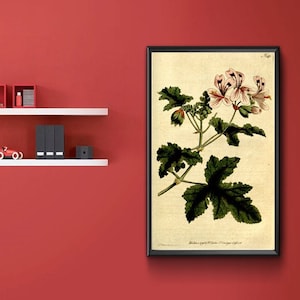 Stary druk botaniczny - Pelargonium Glutinosum, Clammy Crane&#39;s Bill 1787. Stary przedruk do dekoracji wnętrz.