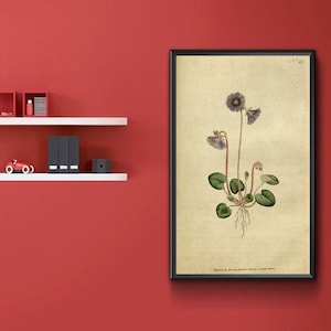 Vintage Botanical Print - Soldanella alpina. Alpine Soldanella 1787.  Vintage Home Deco Reprint.