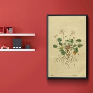 May include: A black framed botanical print of a white flower with green leaves and roots. The print is on a cream background and has a German text label at the bottom.