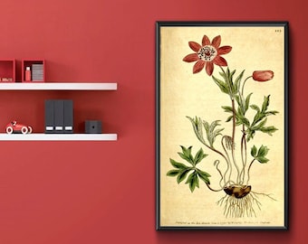 Vintage Botanical Print - Anemone Hortensis. Star Anemone, or Broad Leaved Garden Anemone 1787.  Vintage Home Deco Reprint.