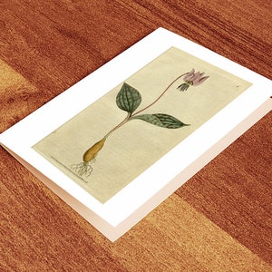 Carte de voeux vierge à impression botanique - Erythronium dens-canis (violet à dents de chien) 1787. Réimpression murale vintage de style déco maison
