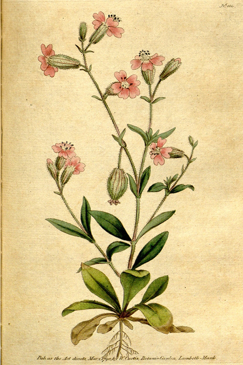 Silene Pendula Pendulous Catchfly 1787 Vintage Botanical Print, Nodding ...